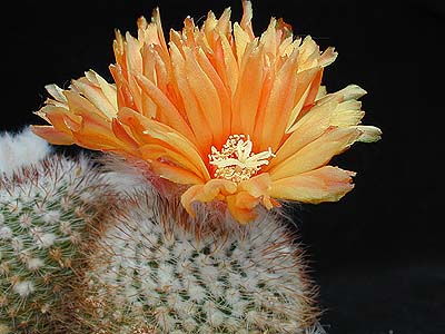 Parodia malayana WR 156