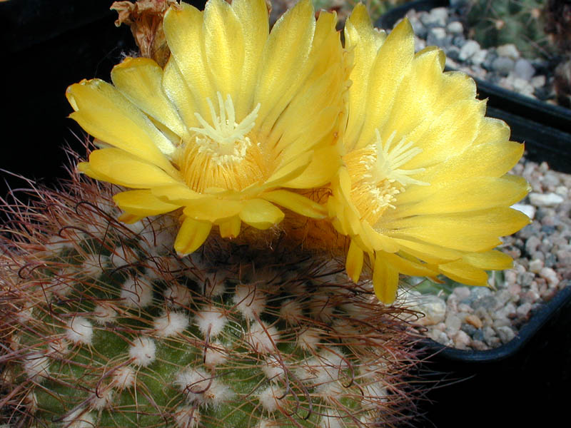 Parodia microsperma v. cafayatensis MN 9 (Alemania, Salta, Arg)