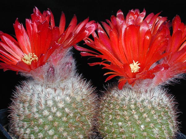 Parodia minuscula OF 11/80