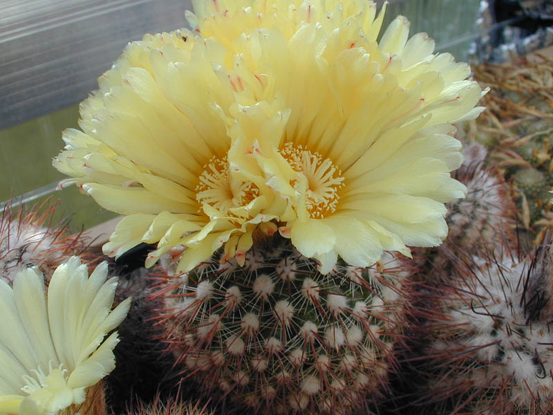 Parodia microsperma 'cabracorallensis' MN 93 (Cabra Corral, Arg)