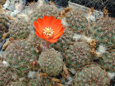 Rebutia atrovirens v. MN 130 (Santa Ana, Arg)