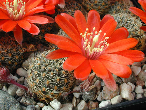 Rebutia atrovirens v. MN 234 (Iruya, Arg)