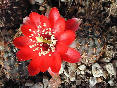 Rebutia atrovirens v. 'pauciareolata' FR 1121 (San Antonio, Bol)