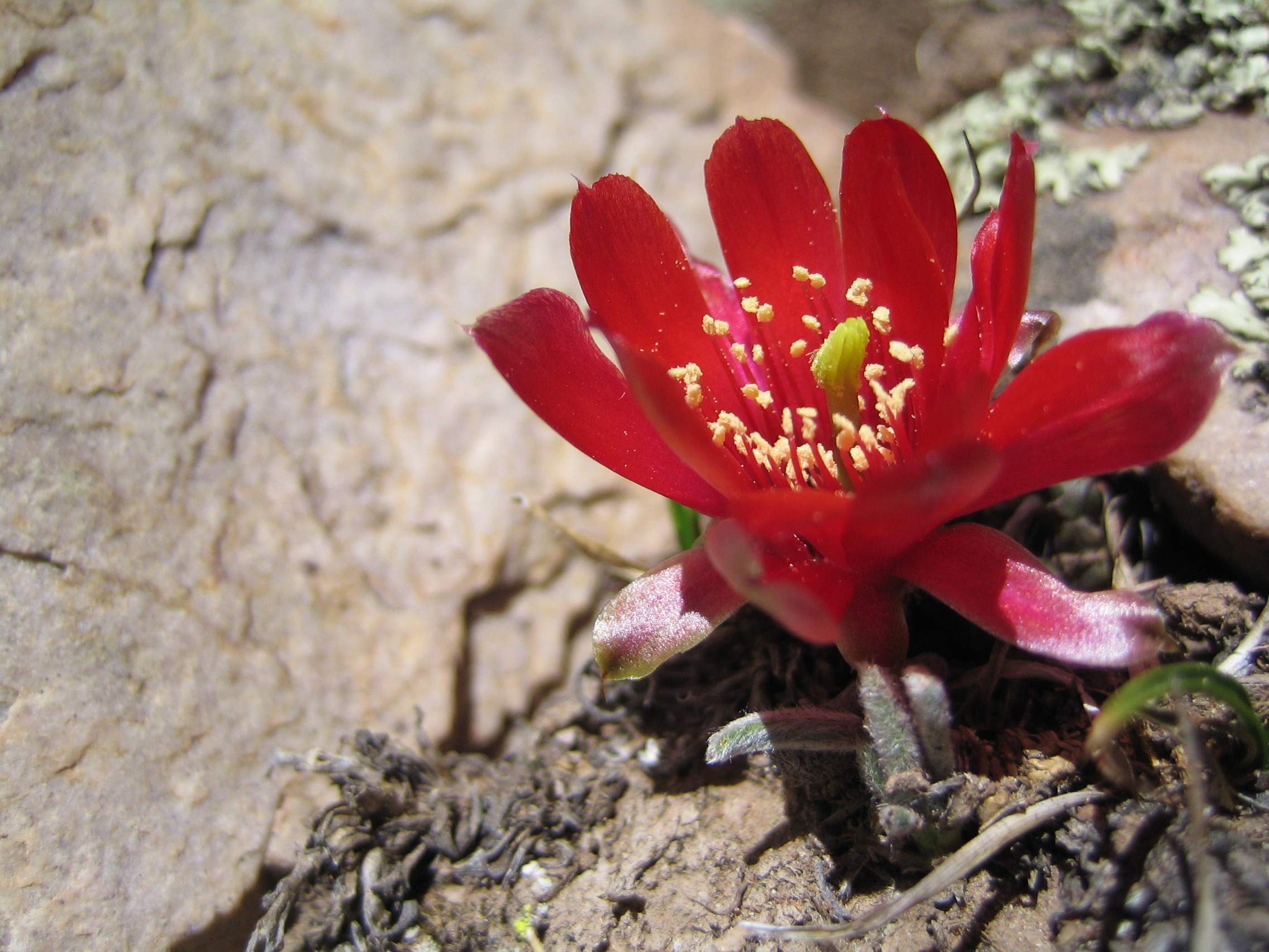 Rebutia atrovirens v. haefneriana MN 259 (Capillas-Iruya, 4025m, Arg)