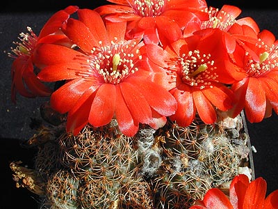 SuccSeed - Rebutia