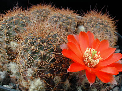 Rebutia atrovirens v. pseudoritteri WR 506
