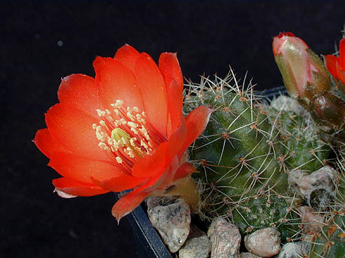Rebutia atrovirens v. raulii WR 493