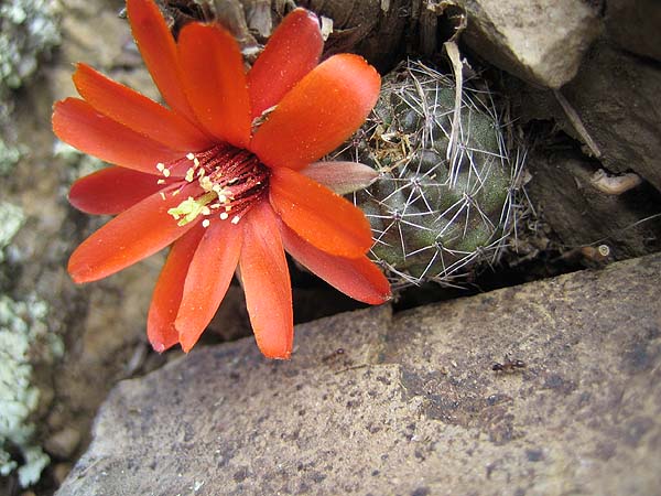 Rebutia atrovirens v. ritterii MN 281 (Santa Victoria, Salta, Arg)