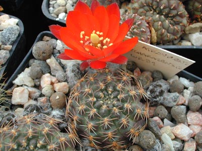 Rebutia atrovirens v. yuncharasensis WR 91 (Yunchara, Bol)