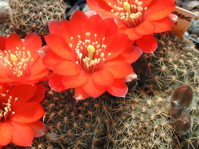 SuccSeed - Rebutia atrovirens v. zecheri WR 650 (Iscayachi, Bol)