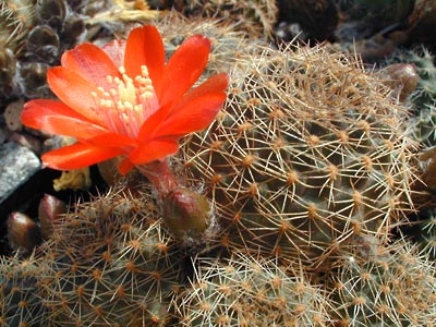 Rebutia brunescens WR 480 (Sucre-Tarabuco, Bol)
