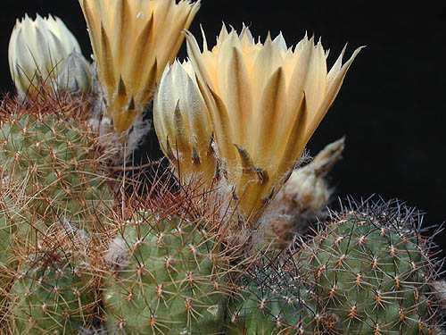 Rebutia einsteinii MN 100 (Las Cuevas, Arg)