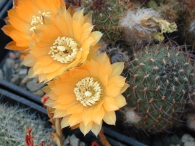 Rebutia einsteinii MN 103 (Las Cuevas, Arg)