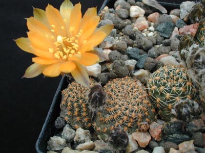 Rebutia einsteinii MN 214 (Sta Rosa de Tastil, Arg)