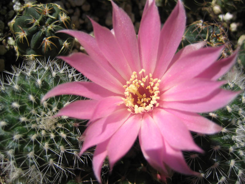 Rebutia einsteinii v. aureiflora 'pink'