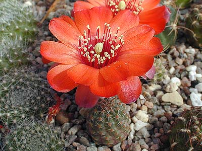 Rebutia einsteinii v. tilcarensis J 139 (Iturbe, 3600m, Arg)