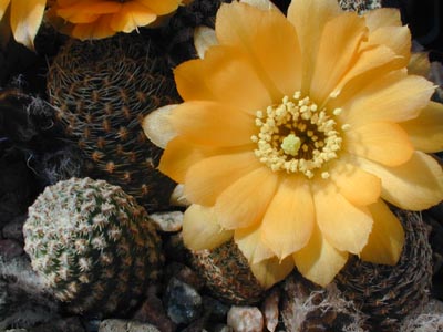 Rebutia einsteinii v. WR 794 (Golgota, Ing. Maury, Arg)