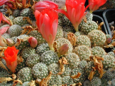 Rebutia fabrisii MN 126 (Valle Colorado-Santa Ana, Arg)