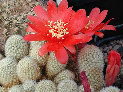 Rebutia fabrisii 'nana' MN 135 (Santa Ana, Arg)
