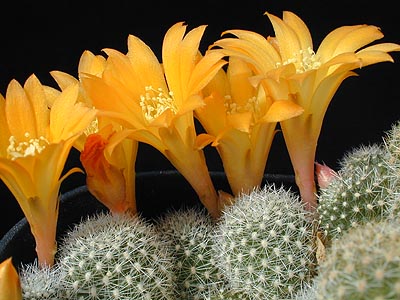 SuccSeed - Rebutia fabrisii v. aureiflora MN 123 (Valle CO, Arg)