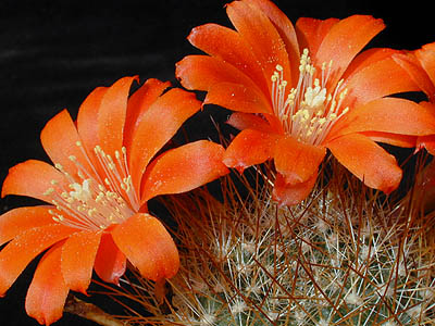 Rebutia fiebrigii MN 246 (Sucre, Bol)