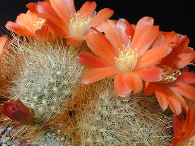 SuccSeed - Rebutia fiebrigii 'jujuyana' MN 129 (Santa Ana, Arg)