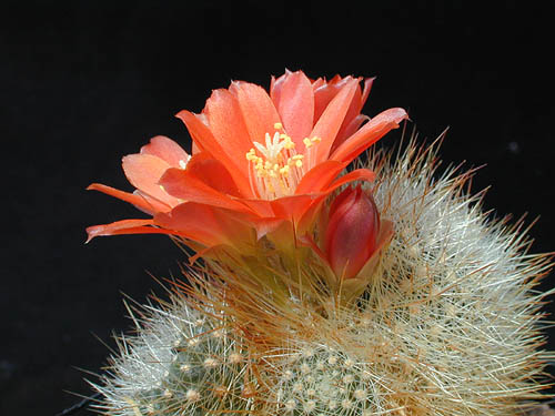 Rebutia fiebrigii 'jujuyensis' MN 127a