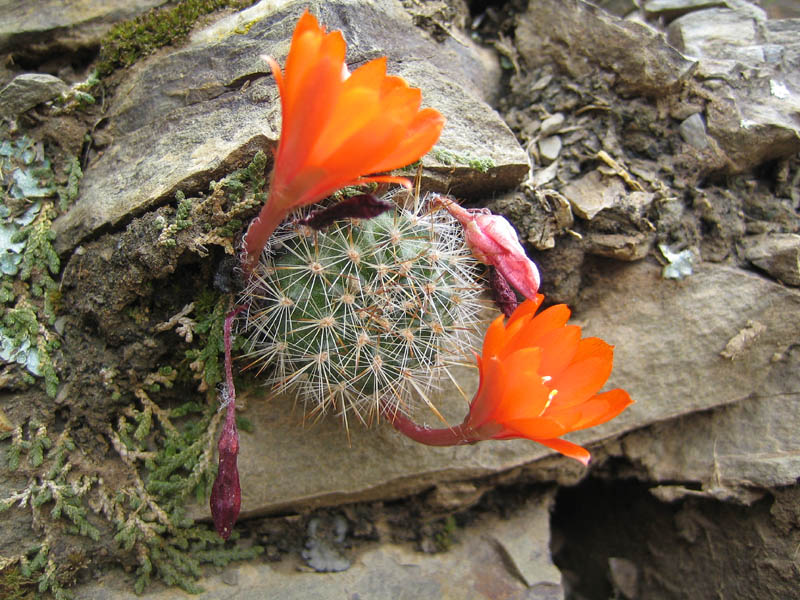 Rebutia fiebrigii 'robustispina' MN 280