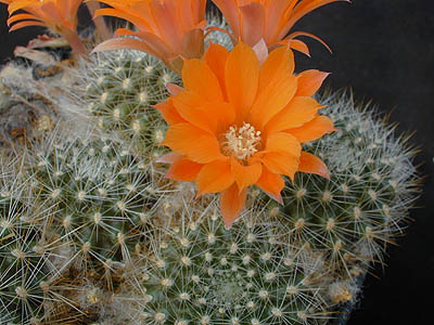 Rebutia flavistyla FR 756 (Cajas, Tarija, Bol)