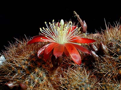 Rebutia fulviseta WR 319 (Arce-Padcaya, Bol)