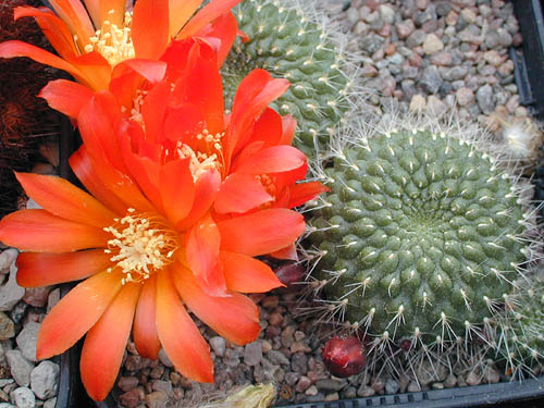 Rebutia minuscula 'calliantha' OF 71/80