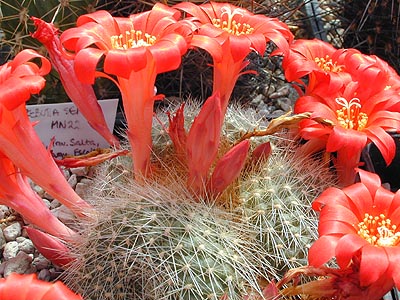 SuccSeed - Rebutia minuscula 'senilis' MN 22 (Escoipe, 2400-2450m, Arg)
