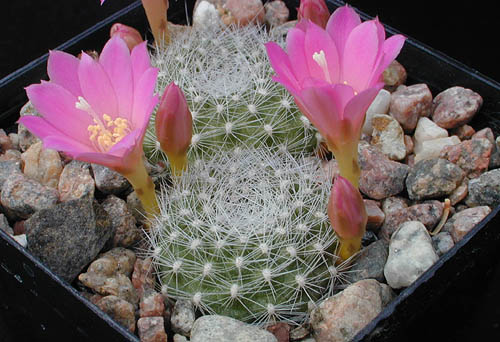 Rebutia minuscula 'senilis' DH 398 - 2