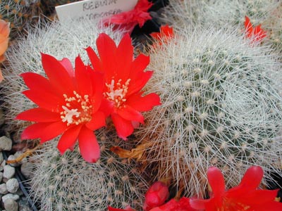 SuccSeed - Rebutia minuscula 'xanthocarpa' MN 115 (Chorrillos, Arg)