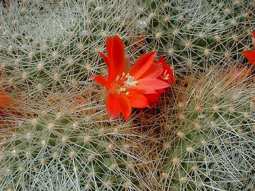 Rebutia minuscula 'xanthocarpa' MN 198 (Campo Quijano, Arg)