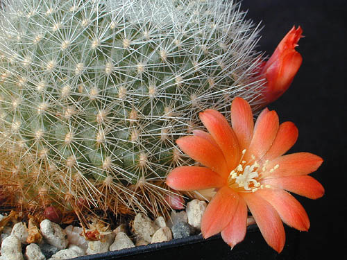 Rebutia minuscula 'xanthocarpa' MN 200 (Campo Quijano, Arg)
