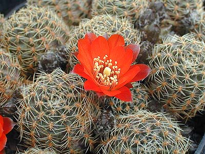 Rebutia nigricans MN 82 (Piedra del Molino, Arg)
