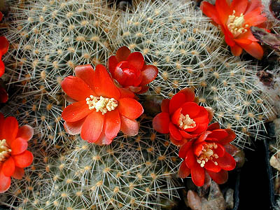 SuccSeed - Rebutia nigricans v. carmeniana MN 149 (Santa Ana-Caspala, Arg)