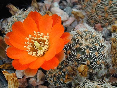 Rebutia nigricans v. MN 117 (Chorrillos, Arg)