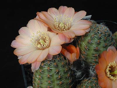 Rebutia pygmaea MN 058 (Humahuaca, Arg)