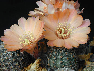 Rebutia pygmaea MN 132 (Santa Ana, 3700-4000m, Arg)