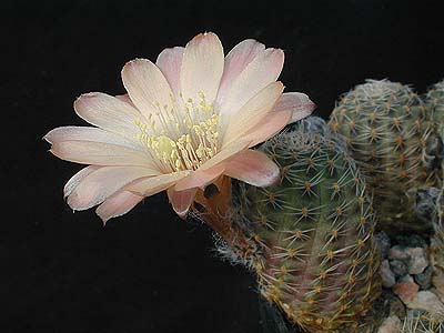 Rebutia pygmaea MN 152 (Santa Ana-Caspala, Arg)