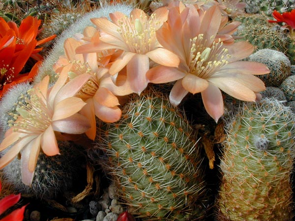 Rebutia pygmaea 'mudanensis' MN 156 (Caspala, Arg)