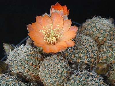 Rebutia pygmaea MN 157 (Caspala-Humahuaca, Arg)