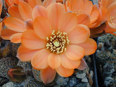 Rebutia pygmaea MN 171 (Iturbe, Arg)