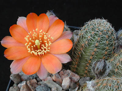 Rebutia pygmaea MN 196 (Purmamarca, Arg)
