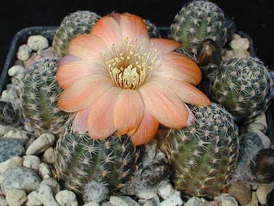 Rebutia pygmaea MN 227 (Iturbe-Iruya, Arg)
