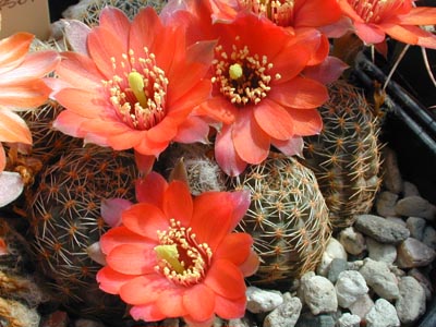 Rebutia pygmaea MN 236 (NE Iruya, 2700m, Arg)