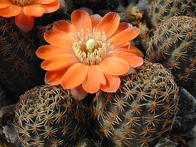 Rebutia pygmaea MN 242 (E Iruya, Arg)