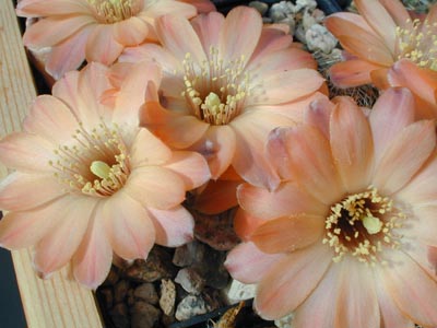 Rebutia pygmaea MN 244 (W Humahuaca, Arg)